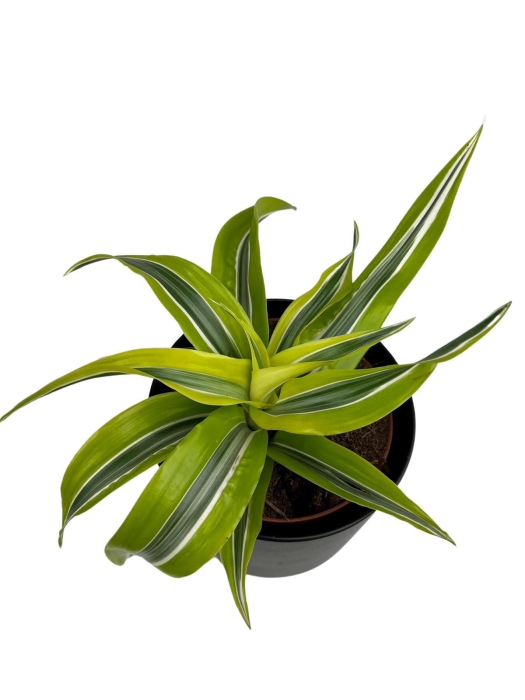 Dracena Lemon Surprise - M