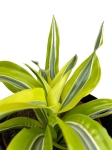 Dracena Lemon Surprise - M