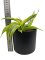 Dracena Lemon Surprise - M