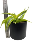 Dracena Lemon Surprise - M