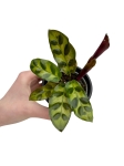 Goeppertia (Calathea) lancifolia - S