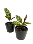 Goeppertia (Calathea) lancifolia - S