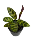 Goeppertia (Calathea) lancifolia - S