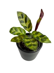  Goeppertia (Calathea) lancifolia - S