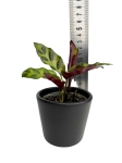 Goeppertia (Calathea) lancifolia - S