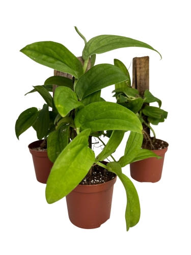 Rhaphidophora korthalsii Narrow Leaf - matecznik