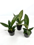 Anthurium Jenmanii - S