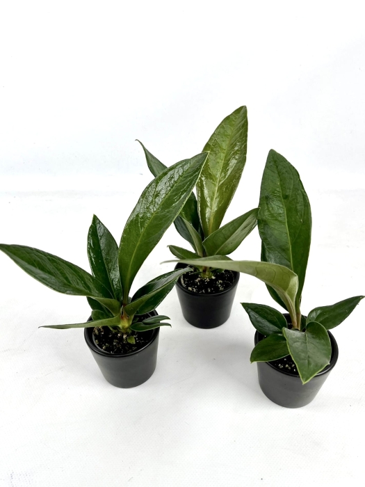 Anthurium Jenmanii - S