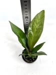 Anthurium Jenmanii - S
