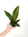 Anthurium Jenmanii - S