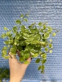 Ficus pumila White Sunny