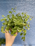 Ficus pumila White Sunny