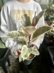 Ficus Elastica Tineke