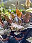 Ficus elastica Belize - M