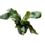 Platycerium Bifurcatum - 'Łosie Rogi'