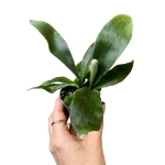 Platycerium Bifurcatum - 'Łosie Rogi'