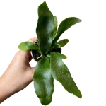 Platycerium Bifurcatum - 'Łosie Rogi'