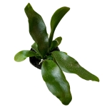 Platycerium Bifurcatum - 'Łosie Rogi'