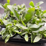 Platycerium Bifurcatum - 'Łosie Rogi'