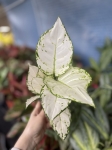Aglaonema White Joy