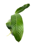 Philodendron heterocraspedon - M