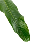 Philodendron heterocraspedon - M