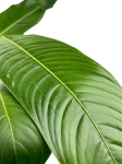 Philodendron heterocraspedon - M