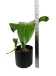 Philodendron heterocraspedon - M