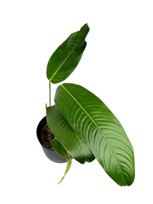 Philodendron heterocraspedon - M
