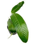 Philodendron heterocraspedon - M