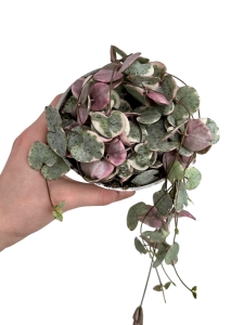 Ceropegia woodii variegata M