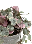 Ceropegia woodii variegata M