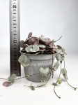 Ceropegia woodii variegata M