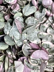 Ceropegia woodii variegata M