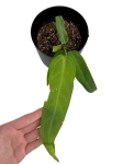 Anthurium warocqueanum Esmeralda - M - E1