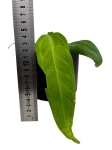 Anthurium warocqueanum Esmeralda - M - E1