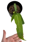 Anthurium warocqueanum Esmeralda - M - E1
