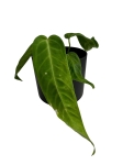 Anthurium warocqueanum Esmeralda - M - E2