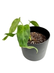 Anthurium warocqueanum Esmeralda - M - E2