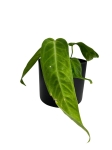 Anthurium warocqueanum Esmeralda - M - E2