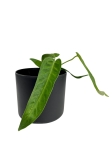 Anthurium warocqueanum Esmeralda - M - E2