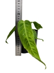Anthurium warocqueanum Esmeralda - M - E2