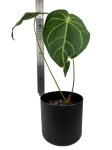 Anthurium magnificum - M1