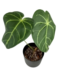 Anthurium magnificum - M