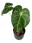 Anthurium magnificum - M1