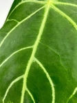 Anthurium magnificum - M1