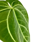 Anthurium magnificum - M2