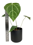 Anthurium magnificum - M2
