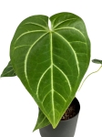 Anthurium magnificum - M2