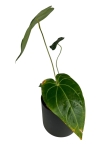 Anthurium magnificum - M2